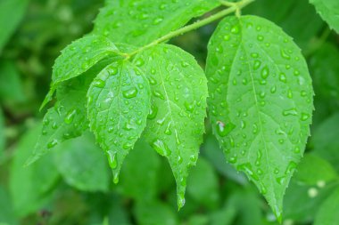 Baharda bahçede güzel yeşil bitkiler