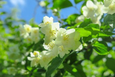 Bahçede beyaz-sarı yasemin çiçekleri