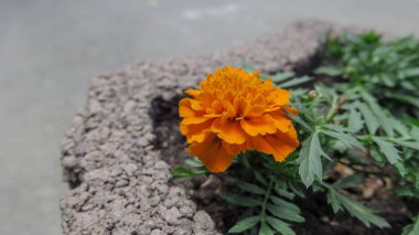 Bahçedeki çalılıklarda güzel sarı çiçekler