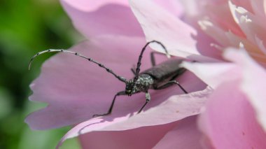 Pembe bir çiçekte güzel siyah bıyık böceği
