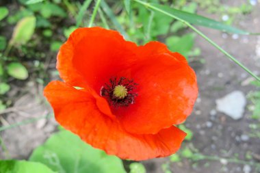 Güzel kırmızı haşhaş çiçeği yol kenarında