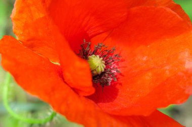 Güzel kırmızı haşhaş çiçeği yol kenarında