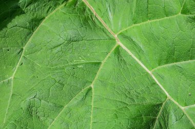 Parkta yeşil yapraklar