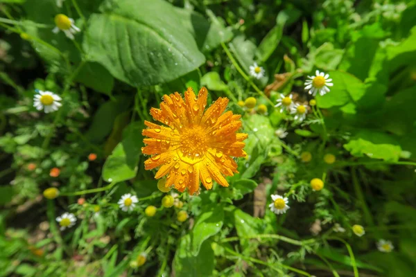 Bela Flor Jardim Após Chuva — Fotografia de Stock