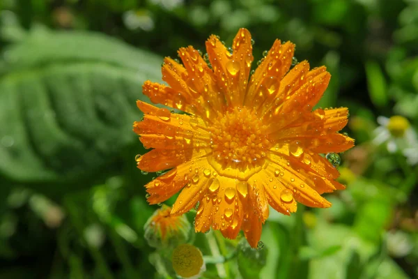 Gyönyörű Virág Kertben Eső Után — Stock Fotó