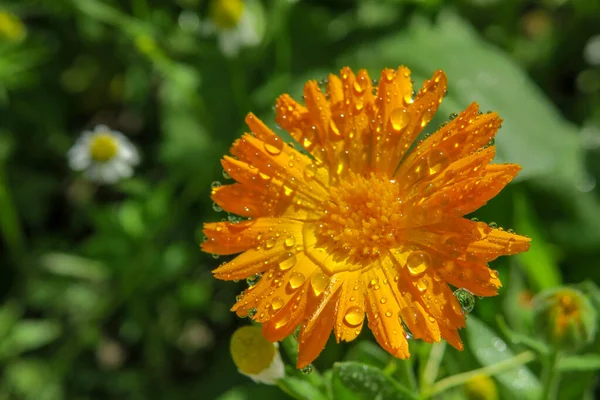 Vacker Blomma Trädgården Efter Regnet — Stockfoto