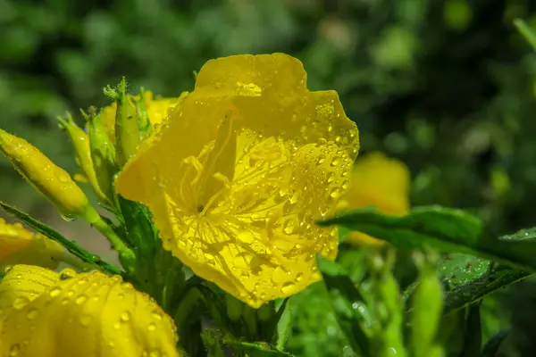 Bela Flor Jardim Após Chuva — Fotografia de Stock