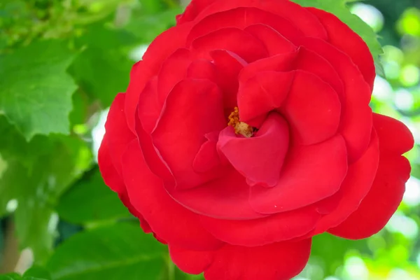 Belle Fleur Dans Jardin Après Pluie — Photo