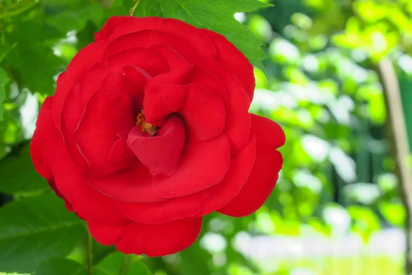 Bela Flor Jardim Após Chuva — Fotografia de Stock