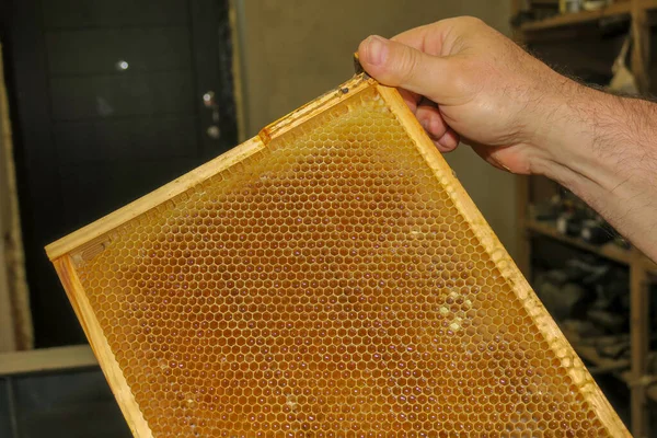 Arıdaki Arılar Için Boş Küçük Bal Çerçeveleri — Stok fotoğraf