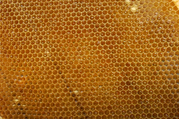 Порожні Маленькі Медові Рамки Бджіл Пасіці — стокове фото