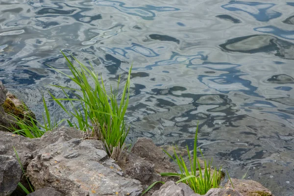 Agua Estanque Cerca Orilla Piedras Hierba — Foto de Stock