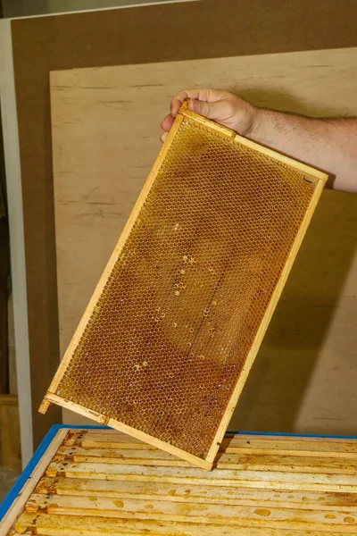 Pequeños Marcos Vacíos Miel Para Abejas Colmenar —  Fotos de Stock