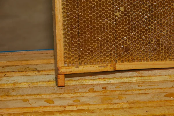 Pequeños Marcos Vacíos Miel Para Abejas Colmenar — Foto de Stock