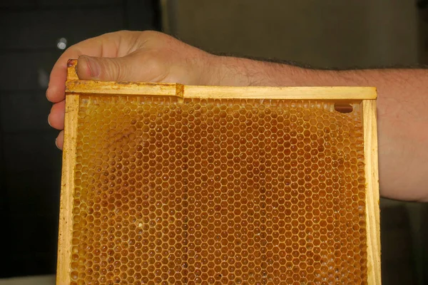 Üres Kis Mézkeretek Méhek Számára Méhészetben — Stock Fotó