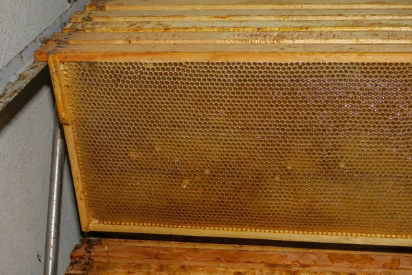 Empty small honey frames for bees in the apiary