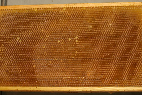 Pequeños Marcos Vacíos Miel Para Abejas Colmenar —  Fotos de Stock