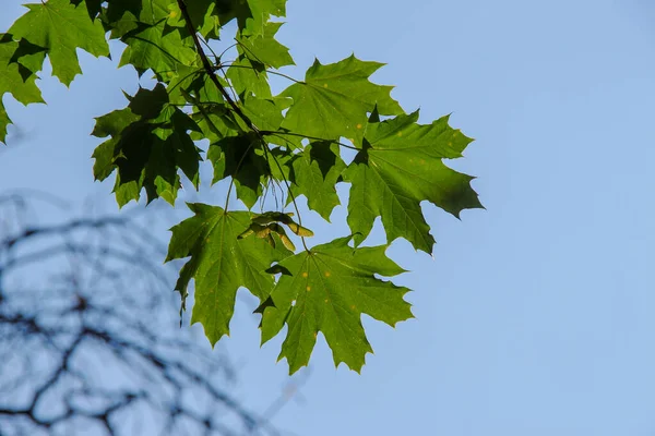 Groene Aanplant Van Het Kiev Arboretum Zomer — Stockfoto