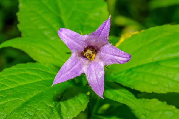 Belle Fleur Violette Dans Jardin — Photo