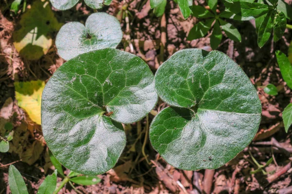 Erba Verde Piante Nella Foresta Primavera — Foto Stock