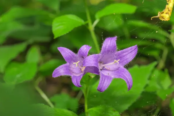 Beautiful Purple Flower Garden — Stock Photo, Image