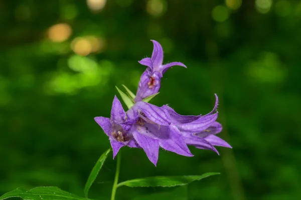 Bahçedeki Güzel Mor Çiçek — Stok fotoğraf