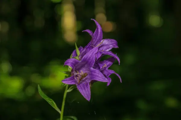 Belle Fleur Violette Dans Jardin — Photo