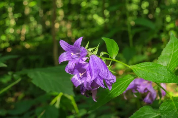 Красива Фіолетова Квітка Саду — стокове фото