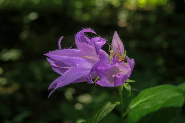 Belle Fleur Violette Dans Jardin — Photo
