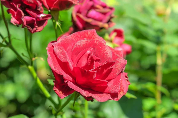 花园里雨后的红玫瑰 — 图库照片