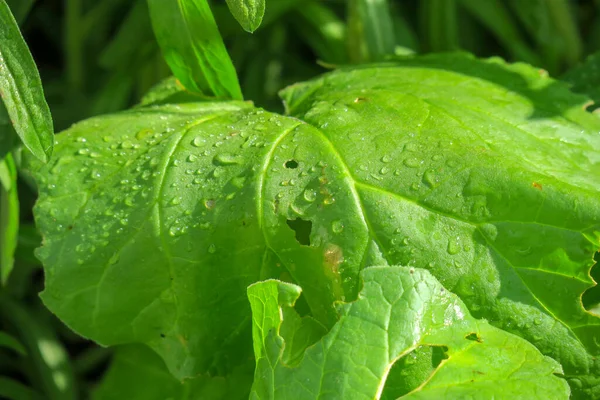 Schöne Grünpflanzen Frühling Garten — Stockfoto