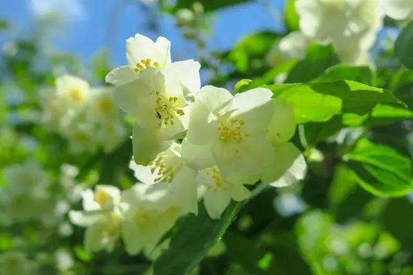 Бело Желтые Цветы Жасмина Саду — стоковое фото