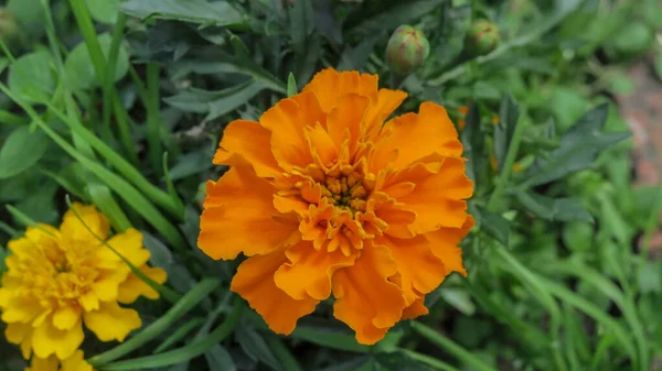 Красиві Жовті Квіти Кущах Саду — стокове фото