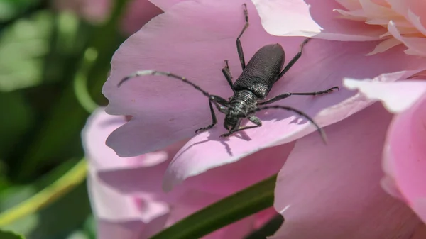 Schöner Schwarzer Schnurrbart Käfer Auf Einer Rosa Blume — Stockfoto