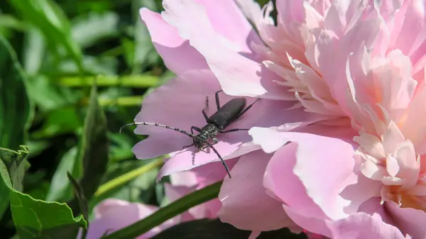 Schöner Schwarzer Schnurrbart Käfer Auf Einer Rosa Blume — Stockfoto