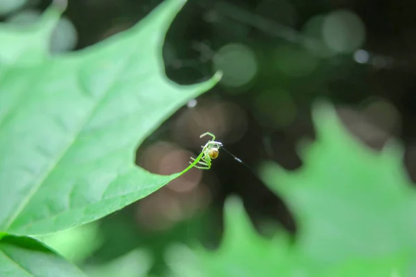 Folhas Verdes Parque — Fotografia de Stock