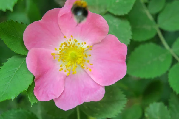 Pink Rose Bush Flower Park — Stock Photo, Image