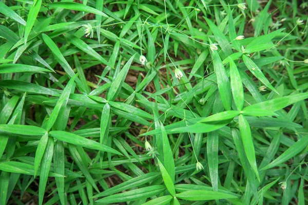 Folhas Verdes Parque — Fotografia de Stock