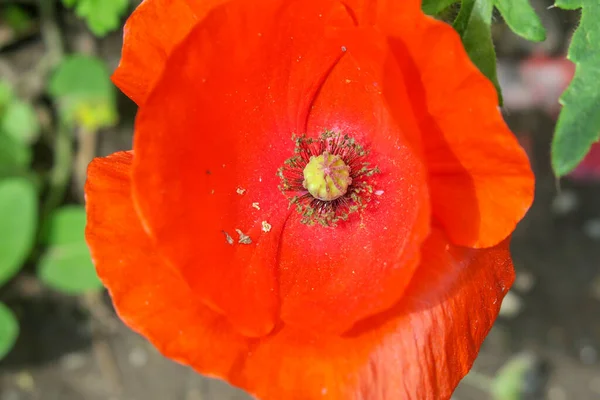 Piękny Czerwony Mak Kwiat Pobliżu Drogi — Zdjęcie stockowe