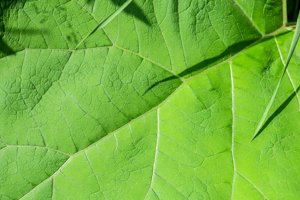 Зеленые Листья Парке — стоковое фото