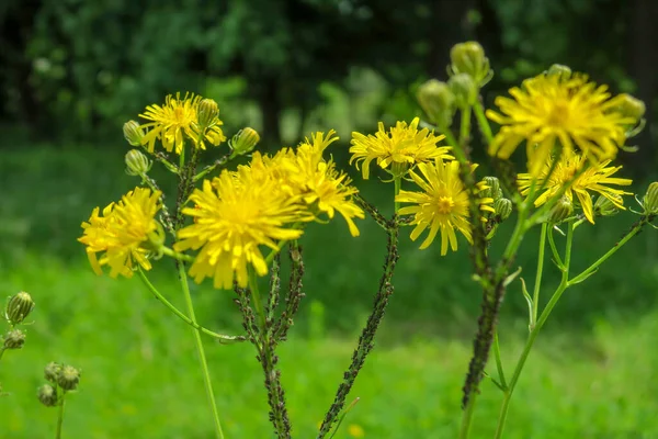 Hermosas Flores Silvestres Amarillas Hierba — Foto de Stock