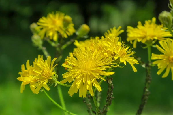 Hermosas Flores Silvestres Amarillas Hierba — Foto de Stock