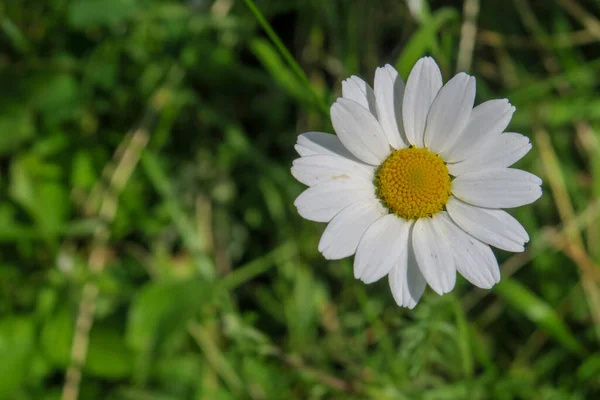 Beautiful White Wildflowers Grass — Stock Photo, Image