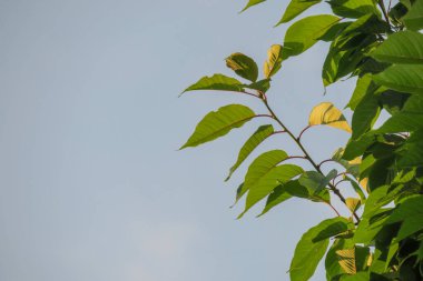 Parkta yeşil yapraklar