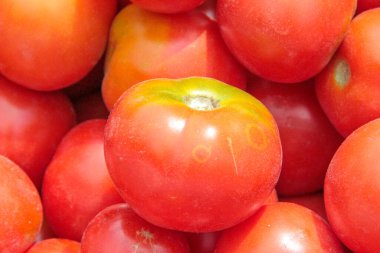 Bahçeden nefis kırmızı ev yapımı domatesler.
