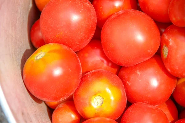 Leckere Hausgemachte Rote Tomaten Aus Dem Garten — Stockfoto