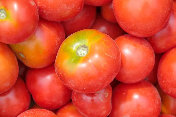 Leckere Hausgemachte Rote Tomaten Aus Dem Garten — Stockfoto