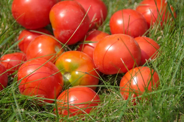 庭からおいしい赤い自家製トマト — ストック写真