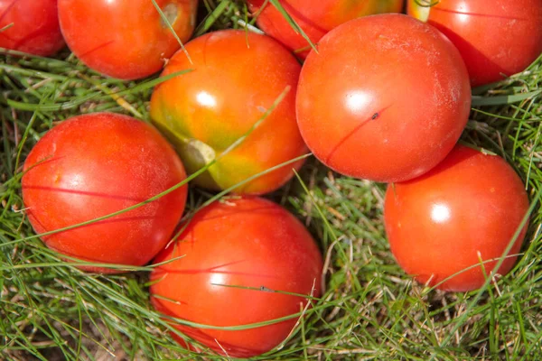 Deliziosi Pomodori Rossi Fatti Casa Dal Giardino — Foto Stock