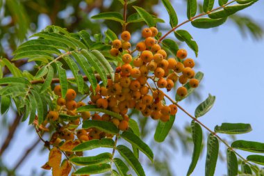 Yol kenarında sarı ve kırmızı dağ külleri.